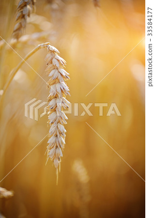 Ripe ear wheat. Close-up Ripe ear wheat. Close-up 33584177