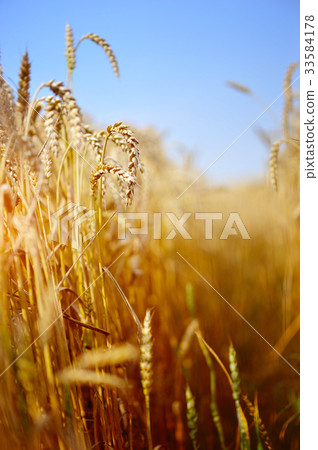 Wheat field against a blue sky Wheat field against a blue sky 33584178