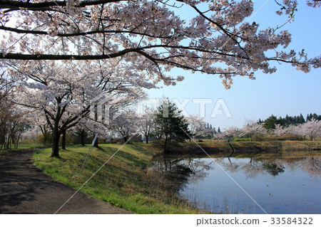 一個池塘在有櫻花的一個池塘 一個池塘在有櫻花的一個池塘 33584322