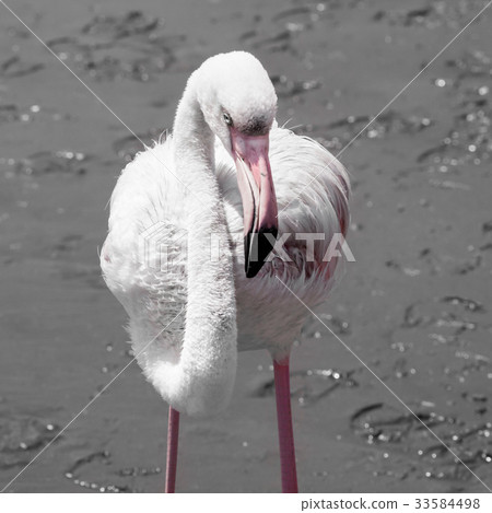Detailed view of pink flamingo 33584498