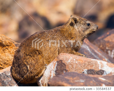 Rock hyrax sitting onthe stone 33584537