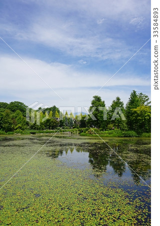 Fresh green Karuizawa lake garden 33584893