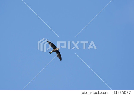 Harios Amateur Harios Amateur 33585027