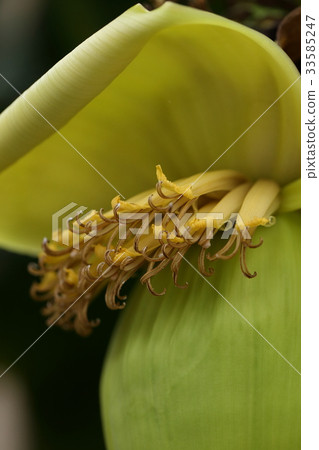 Natural plant This is a male flower peeking out of a bud. The banana seems to have a purple color. Natural plant This is a male flower peeking out of a bud. The banana seems to have a purple color. 33585247