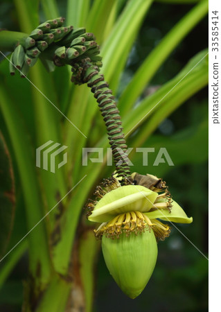 Natural plant There is a fruit similar to a banana, but you can not eat it 33585414