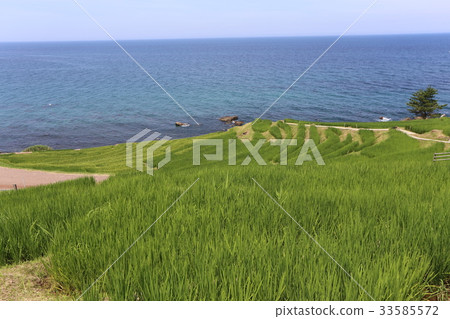 Wajima City White Rice Senmaida Wajima City White Rice Senmaida 33585572