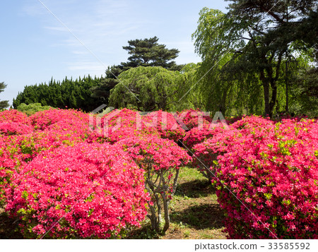 伊藤市的Komuroyama公園的杜鵑花 33585592