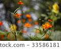  黃波斯菊 33586181