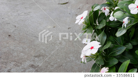 Cape Periwinkle 33586611