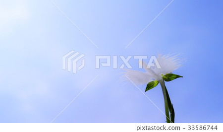 Virginity grass 33586744