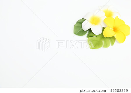 雞蛋花夏天圖像埃斯特圖像旅行圖像水平 33588259