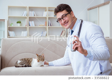 Cat visiting vet for regular checkup Cat visiting vet for regular checkup 33588822