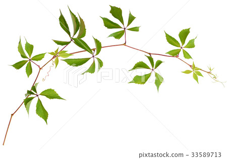 Parthenocissus twig isolated on white 33589713