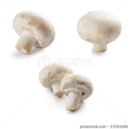 White mushroom 33591086