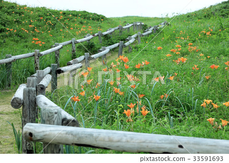 小清水野花花園 33591693
