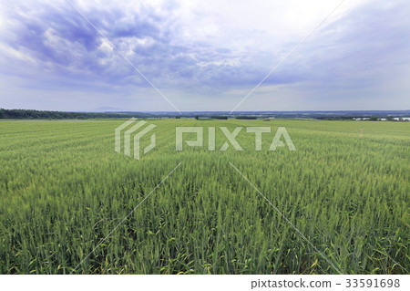 Vast wheat field 02 33591698