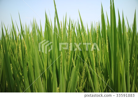 Rice 33591883