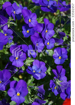 Three-color rose Pansy Flower language is "Pento" 33591957