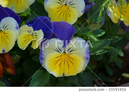 Three color rose Pansy flower language "think me" 33591958