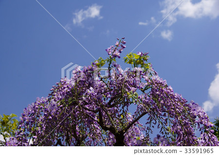 富士花語言“愛醉” 33591965