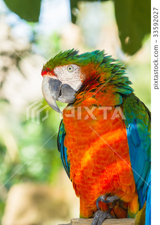 Tropical Cockatoo         Bird Parrot 33592027