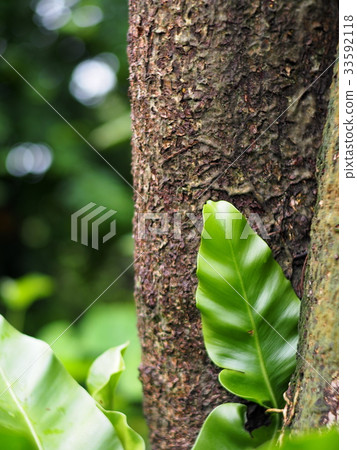 crop closeup on large green leaves tropical plant crop closeup on large green leaves tropical plant 33592118