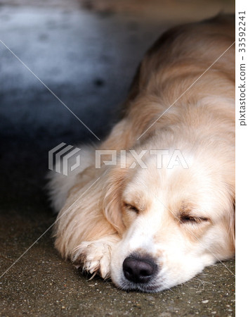 cute lovely white long hair young crossbreed dog l cute lovely white long hair young crossbreed dog l 33592241