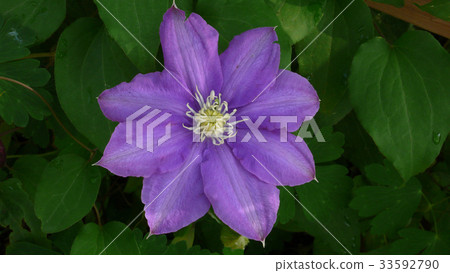 Euahri Euahri 33592790