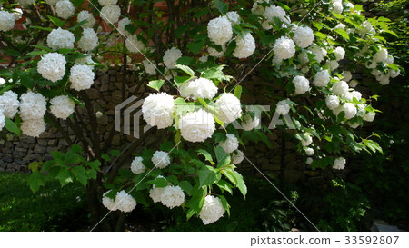 繡球 繡球 33592807