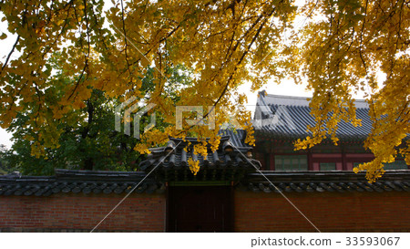 Ginkgo, Gyeongbokgung, Jongno-gu, Seoul Ginkgo, Gyeongbokgung, Jongno-gu, Seoul 33593067