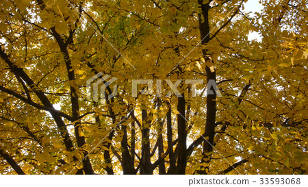 Ginkgo Ginkgo 33593068