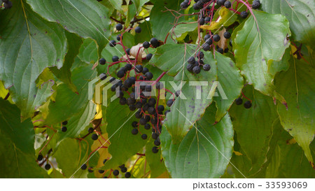 tree tree 33593069