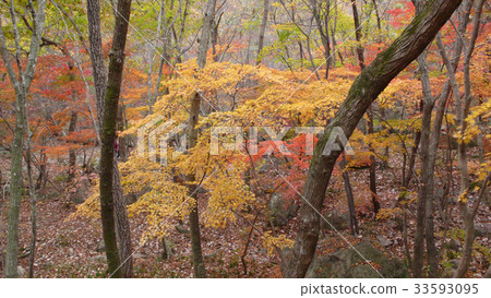 Maple trees, Sunwoon Mountain, Gochang-gun, Jeonbuk 33593095