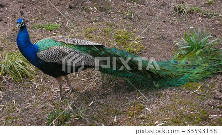 孔雀 33593138