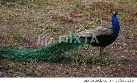 孔雀 33593139