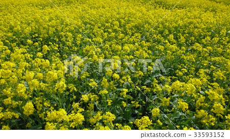 Rapeseed field 33593152