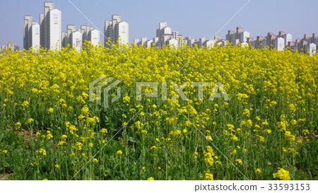 Rapeseed field, Bucheon city, Gyeonggi-do 33593153
