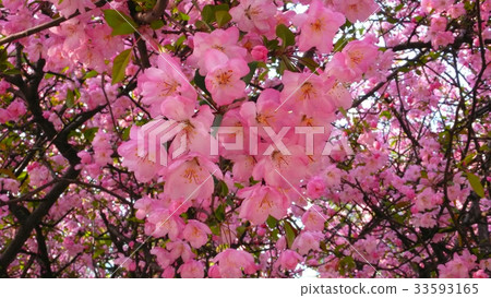 花 花 33593165