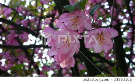 Flower Flower 33593166