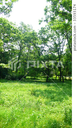 tree tree 33593174