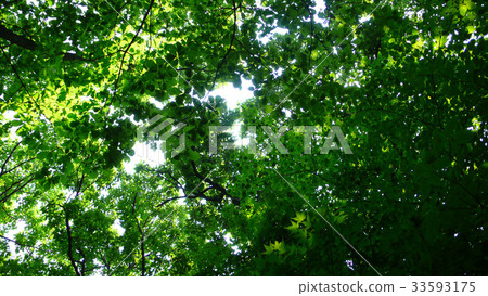 tree tree 33593175