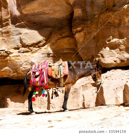 a donkey waiting for the tourist near   mountain 33594159