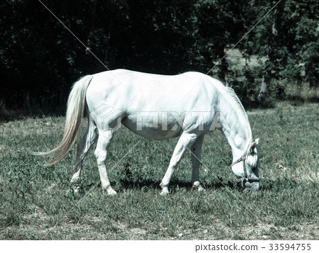White Lipizzaner grazing 33594755