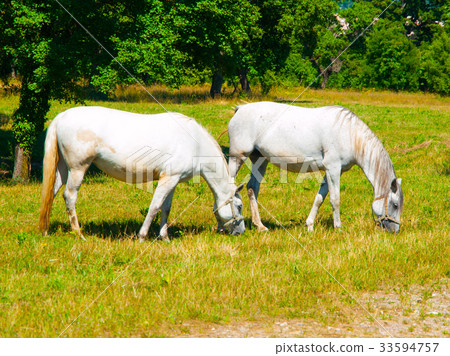 White Lipizzaners grazing 33594757