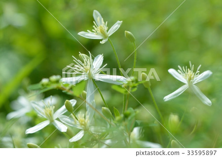 Summer Wildflowers-Sennin White Flowers 33595897