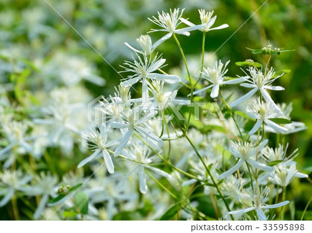 Summer Wildflowers-Sennin White Flowers 33595898