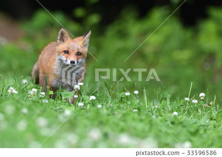 Kita狐狸的孩子們 Kita狐狸的孩子們 33596586