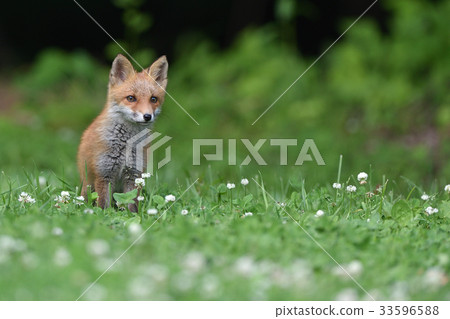 Children of Kita fox 33596588