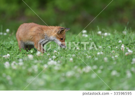 Children of Kita fox 33596595