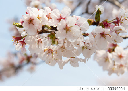 Cherry Blossom Cherry Blossom 33596634